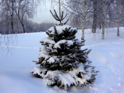 Зимний лес: особенности снаряжения и поведения