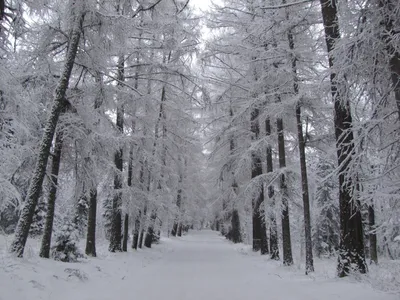 елки в лесу зимой стоковое фото. изображение насчитывающей конец - 239899926