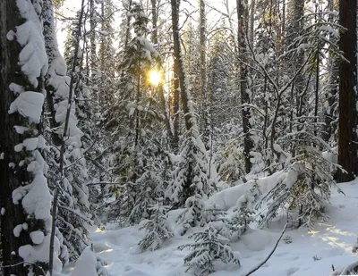 Елка в лесу зимой - фото и картинки: 33 штук