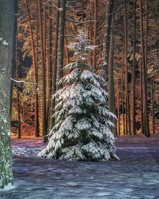 В Сибирском лесу... / Зимний лес похож на огромный дворец, где живет зима,  суровые деревья, как стражи, стоят смирно, одетые в ледяные латы, которые  им создал мороз