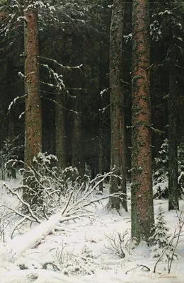 Зимний лес в снегу. Красивое, морозное утро в красивом лесу.  Рождественский, новогодний лес. Деревья и земля в снегу. Солнечный свет.  Stock Photo | Adobe Stock