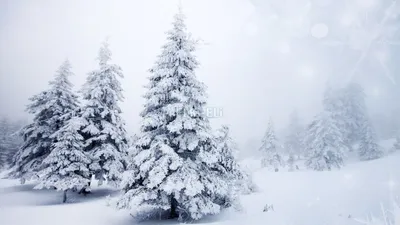Как украшает природа елки: Зима за городом