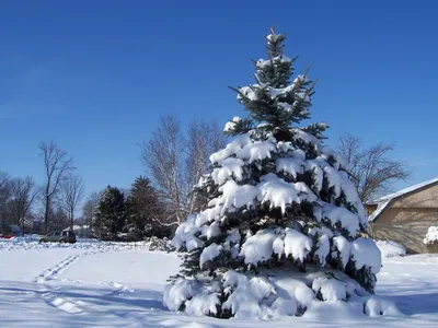 Елка зимой в парке Stock Photo | Adobe Stock