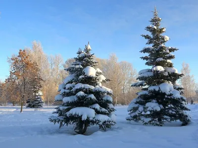 картинки : дерево, природа, снег, зима, Сосновый, Вечнозеленый, Погода,  Пихта, Рождественская елка, время года, голубое небо, рождественские  украшения, на открытом воздухе, Ель, Сезонный, Замораживание, Древесное  растение 2560x1920 - - 647779 ...