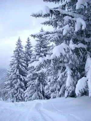Зимняя елка - 70 фото