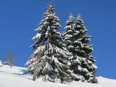 Зимняя елка | Зимняя фотография, Природа, Снег