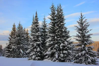 Первую новогоднюю елку зажгли в рамках фестиваля \"Зима начинается с Якутии\"  - РИА Новости, 01.12.2021