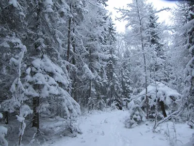 Елка зимой в снегу, качественные новогодние обои для рабочего стола,  картинки, фото 1920x1200