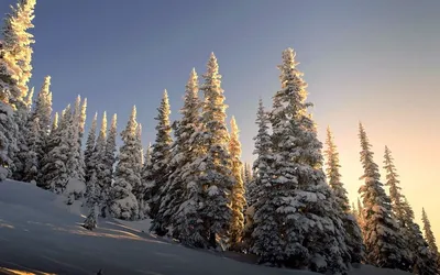 Зимний снеговик рождественская елка зимой бесплатные обои 3d для Xp Фон  Обои Изображение для бесплатной загрузки - Pngtree