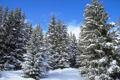 милая и красивая девушка брюнетка стоит возле елки зимой в парке на  природе, на ветвях лежит снег, девушка одета в длинное платье и шубу Stock  Photo | Adobe Stock