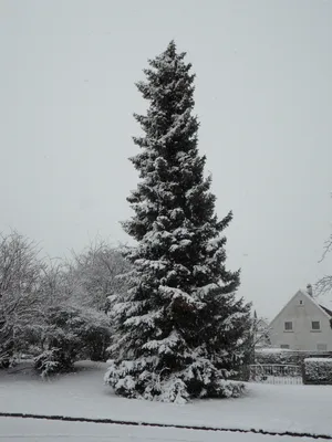 Ветви елки покрытые белым пушистым снегом зимой в лесу Стоковое Фото -  изображение насчитывающей ель, январь: 176905894