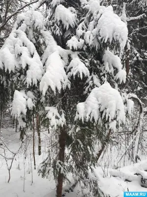 Обои на телефон: Елки, Деревья, Снег, Пейзаж, Зима, 19893 скачать картинку  бесплатно.