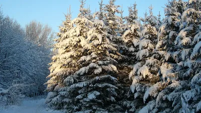 Зимний пейзаж Снег покрывает рождественские елки в лесу зимы Стоковое  Изображение - изображение насчитывающей среда, бобра: 168872287