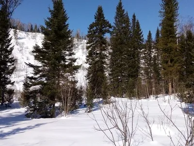 Ель в лесу под снегом - 62 фото