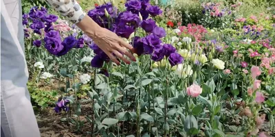Посев эустомы на рассаду: когда и что делать, чтобы цветы были уже в июне -  Лайфхакер