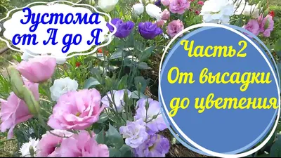 Как сохранить зимой петунию, эустому, гацанию, герберу, кувшинку в домашних  условиях | Houzz Россия