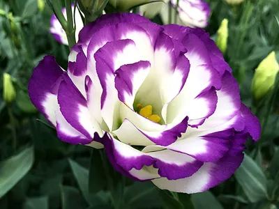 Эустома (Eustoma) - Флористика: популярный флористический форум