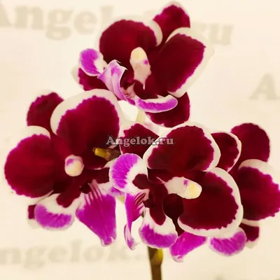 Орхидея Phalaenopsis Big Lip (отцвел)