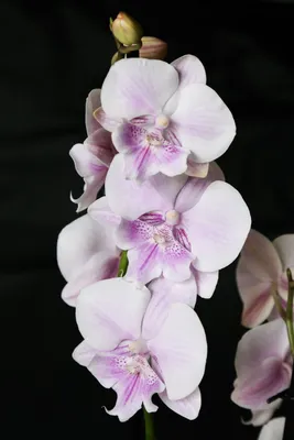 Орхидея Phalaenopsis Big Lip