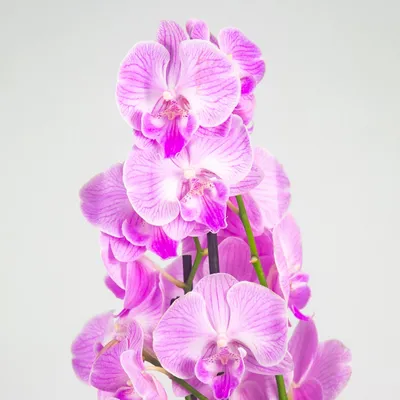 Орхидея Фаленопсис Биг Лип Персиковый (Phalaenopsis Big Lip)