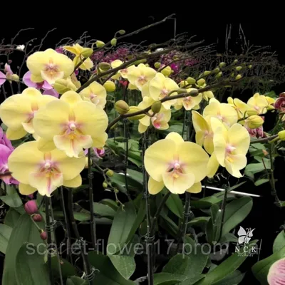 Phalaenopsis 'Big Lip Peloric' | Beautiful flowers, Orchid flower, Orchids