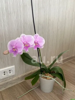 Орхидея Phalaenopsis Big Lip