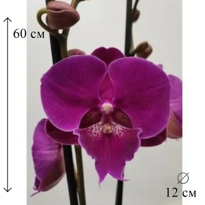 Фаленопсис Биг Лип Бенни (Phalaenopsis Benny) — купить в интернет-магазине  Ангелок