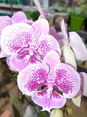 Phalaenopsis big lip orchid flower Queen kiss isolated on black background,  macro photography, selective focus. Stock Photo | Adobe Stock