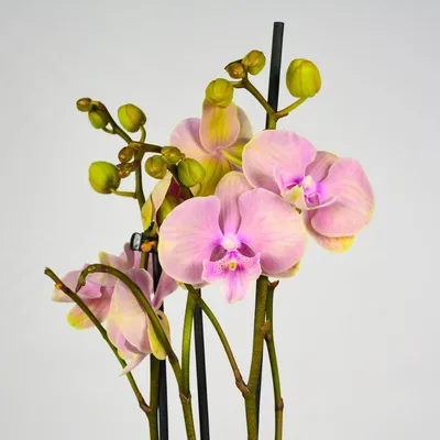 Биг лип Zwart Met Randje цветы 7.5 выс 65 | Orchids, Plants, Garden