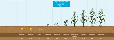 Уход за посевами кукурузы. - АгроСборник. Ру