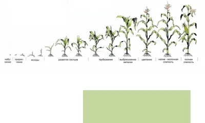 Этапы роста кукурузного завода. Фазы развития кукурузы. Зеа Мэйс. Период  созревания. На земле, с корнями. Жизненный цикл. Инфографика. Прогресс  анимации урожая. Вектор. Векторное изображение ©ilyakalinin 416679574