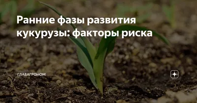 Полноценная корневая система — гарант получения стабильного урожая –  Агроинвестор