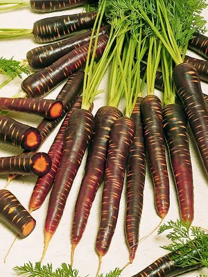 Фиолетовая морковь фото фото