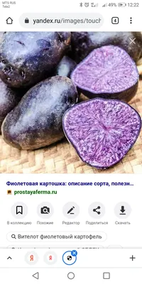 Фиолетовый картофель (Вителот) для настоящего фиолетового пюре