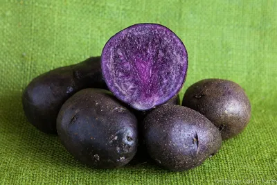 Учёные: Фиолетовый картофель защитит от развития рака: новости, сша,  картофель, онкология, красота и здоровье