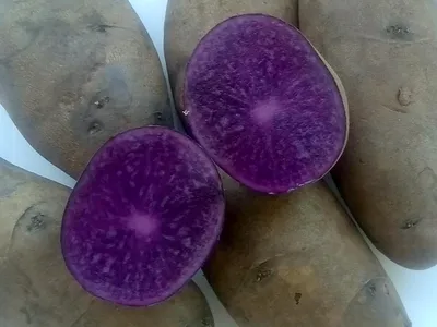 Фиолетовый картофель - «Чернильное диво» | отзывы