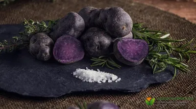 В Башкирии в Стерлитамакском районе выращивают фиолетовый картофель