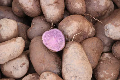 Фиолетовый картофель | Пикабу