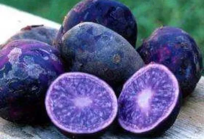 Фиолетовый картофель - 100 руб. за 1 клубень. семена Пермакультура
