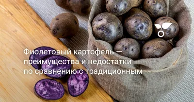 Фиолетовый картофель выращивают в Херсонской области (Украина) • EastFruit