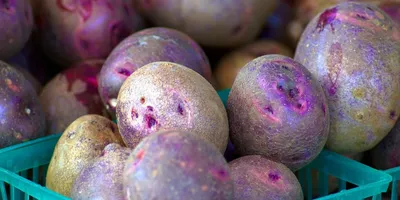 Пурпурный или фиолетовый картофель
