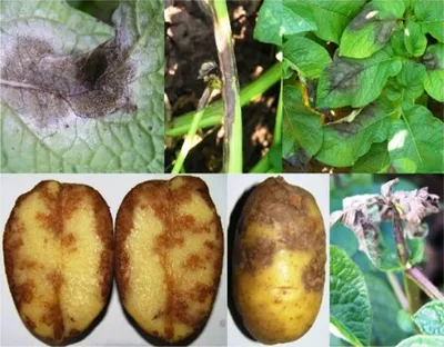 Фитофтороз картофеля :: Администрация Крымского района