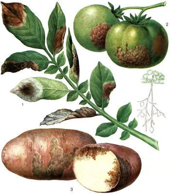 Фитофтора как стихийное бедствие: спасайте картофель: Общество: Облгазета