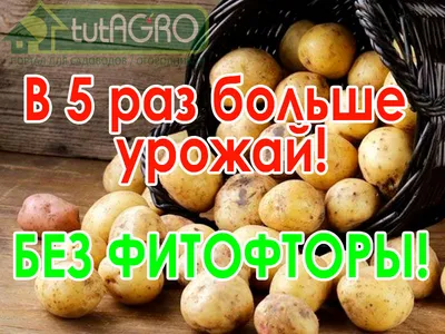 Фитофтора способна не только на порядок снизить, но и погубить весь урожай  картофеля