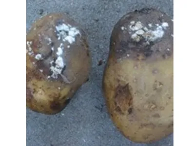 Как защитить картофель от фитофторы и получить в 5 раз больший урожай?  Очень просто!
