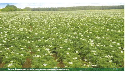 ГлавАгроном - Рекомендации Россельхозцентра по борьбе с фитофторозом  картофеля