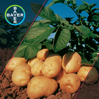 Россельхозцентр предупредил о массовом распространении фитофтороза  картофеля | Комиинформ