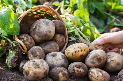 Как бороться с фитофторой на помидорах и картофеле