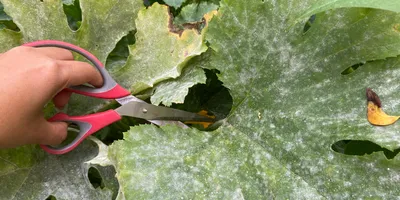 Как избавиться от мучнистой росы на огурцах и других растениях - Лайфхакер