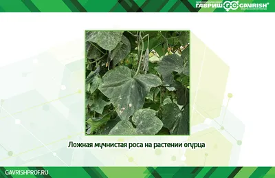ТОП-5 препаратов от фитофторы на картофеле в интернет-магазине Газоновком